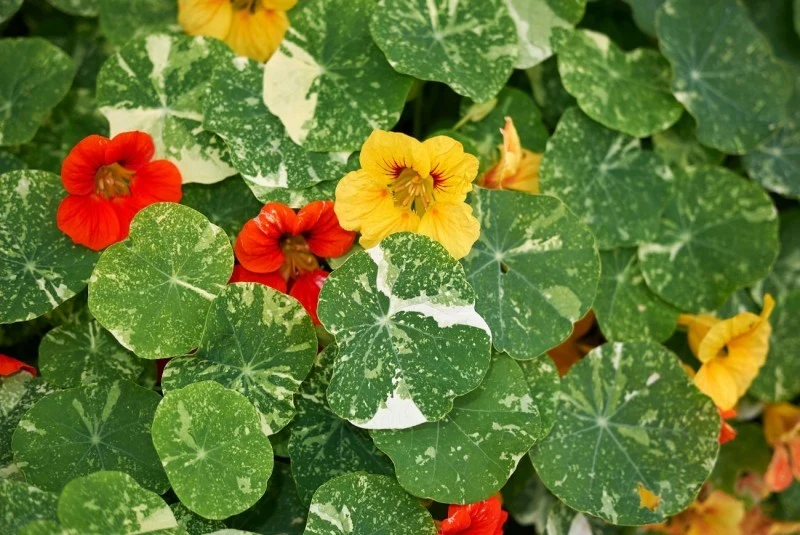 Nasturcja pnąca kwitnie aż do przymrozków. Ma nie tylko urocze kwiaty, które odstraszają ślimaki, ale również piękne liście.