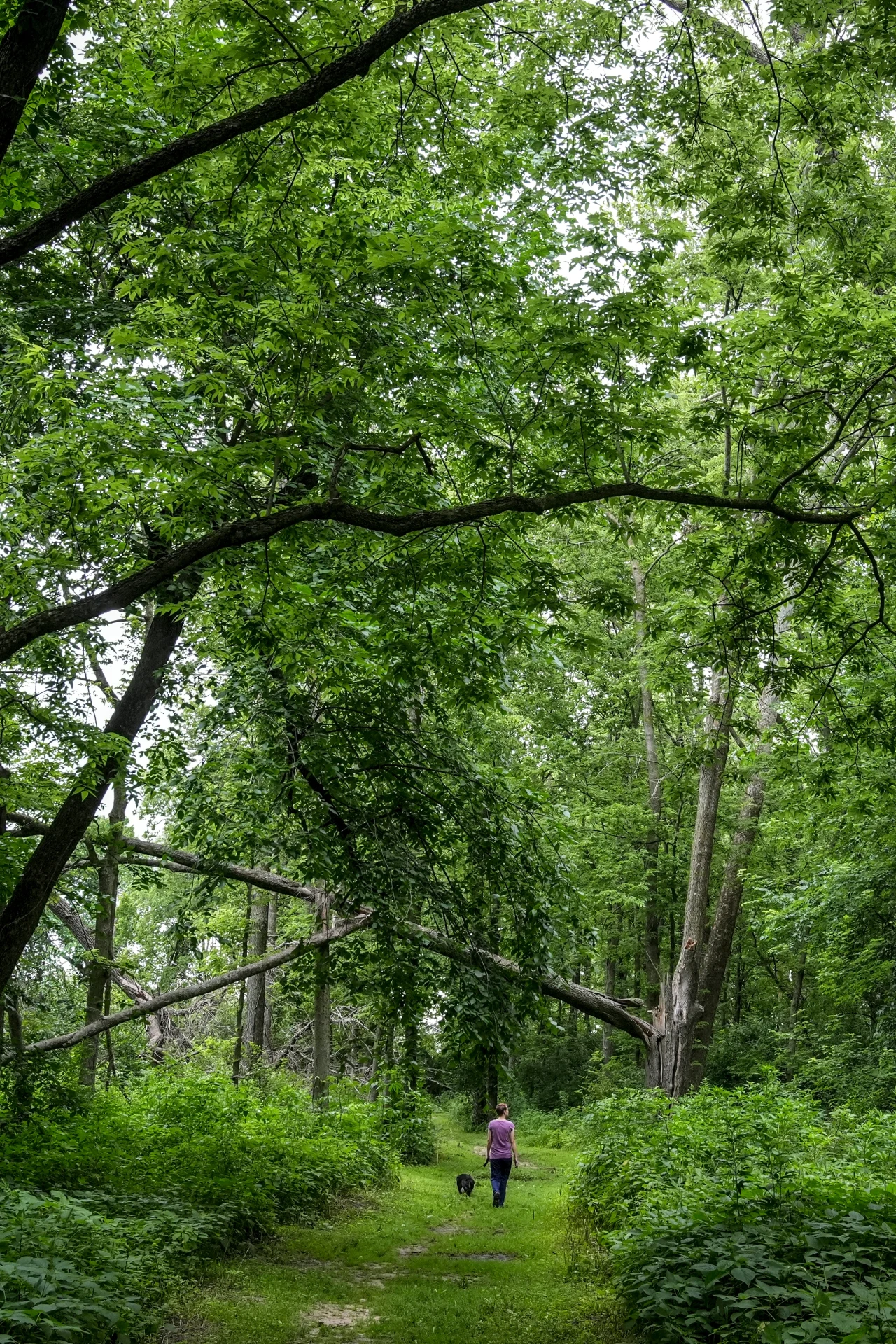 Leśna ścieżka otoczona wysokimi, gęsto rosnącymi drzewami, po której spaceruje samotnie osoba ubrana w fioletową bluzę i niosąca torbę, w tle bujna zieleń i powalone drzewa.