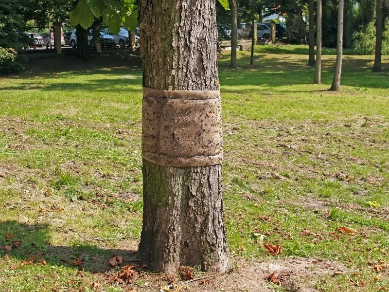 Jakie opaski można zakładać na drzewa, aby chronić je przed szkodnikami