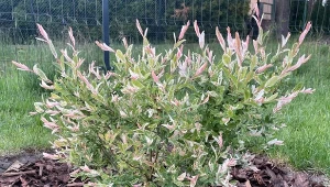 Młode przyrosty wierzby japońskiej Hakuro to najbardziej ozdobna część krzewu. Przyjmują różowo-białe zabarwienie./Deccoria.pl