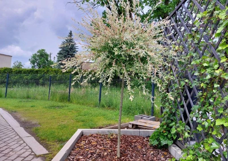 Wierzba japońska Hakuro szczepiona na pniu osiąga wysokość do 1,5–2 metrów