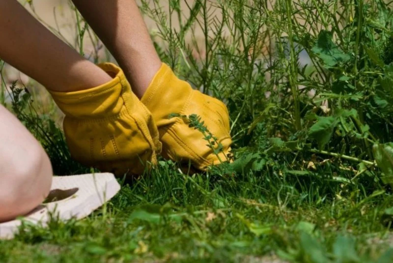 Wilgotna gleba to klucz do skutecznego, ręcznego usuwania perzu.