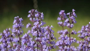 Rośliny na parapet i balkon odstraszające komary