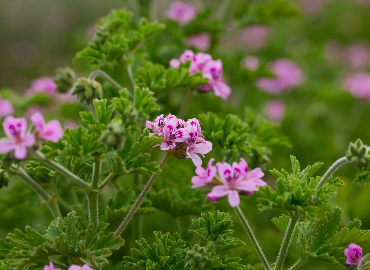 Pelargonia pachnąca nie tylko odstrasza komary, ma również właściwości lecznicze.