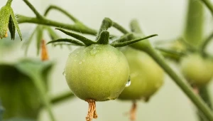 Jak zapobiegać szarej pleśni? Pomogą domowe opryski.