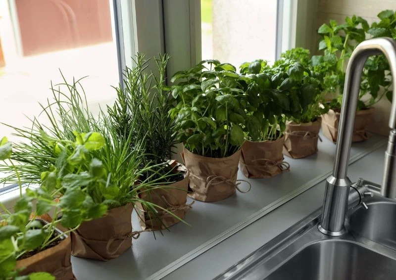 Niektóre rośliny możesz wykorzystać do walki z komarami i jako dodatek do kuchni.