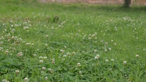 Trawnik zarasta koniczyną? To ważna wskazówka, że w glebie zaczyna brakować azotu. Fot. Cellena/Canva Pro