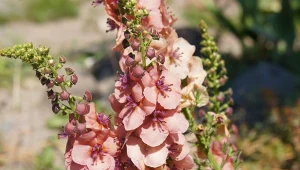 Dziewanna świetnie radzi sobie na suchych i słonecznych stanowiskach. Kwitnie aż do pierwszych przymrozków. Fot.  skymoon13 / Canva Pro