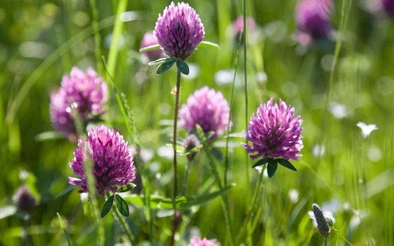 Koniczyna łąkowa produkuje setki nasion, które są w stanie długo przetrwać w glebie