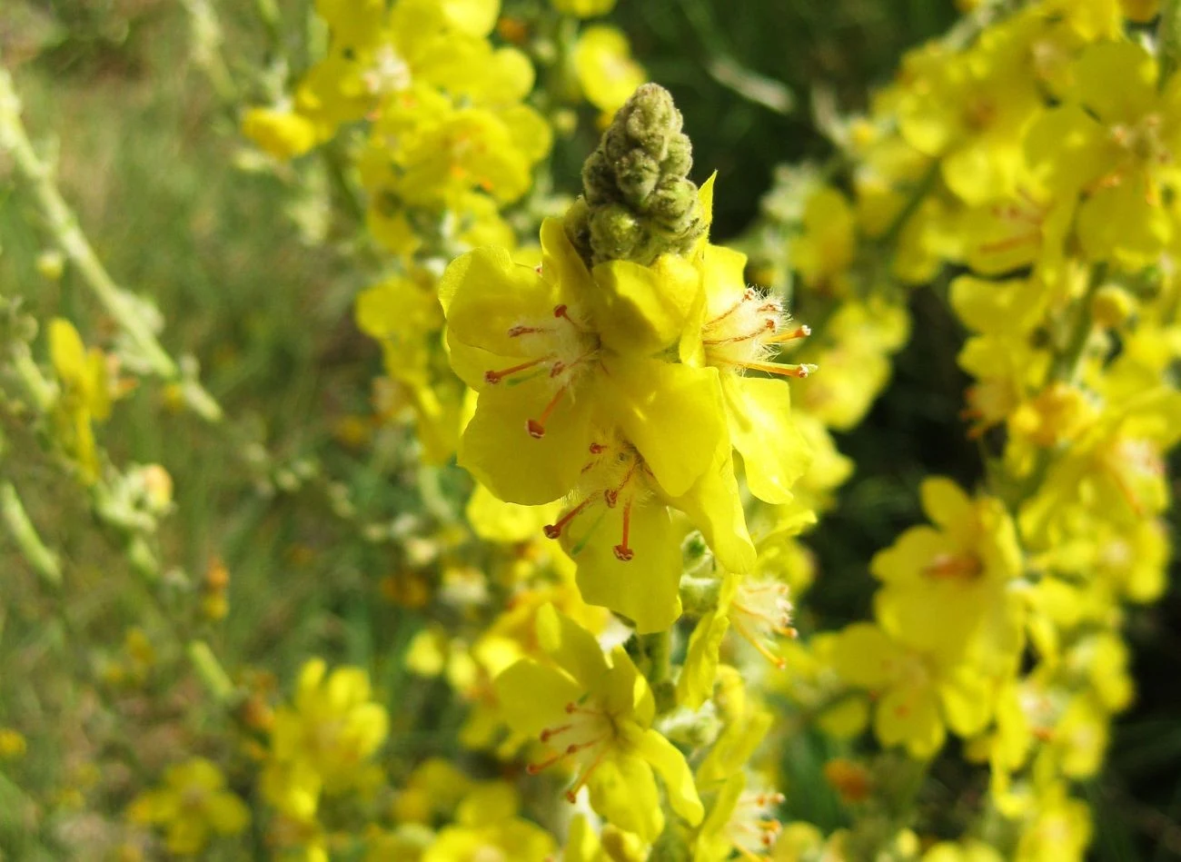 Kwiaty verbascum × hybridum rozwijają się na długich, pionowych pędach