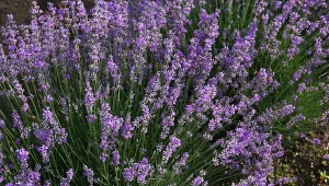 Lawendę warto posadzić w słonecznym miejscu, najlepiej kwitnie.