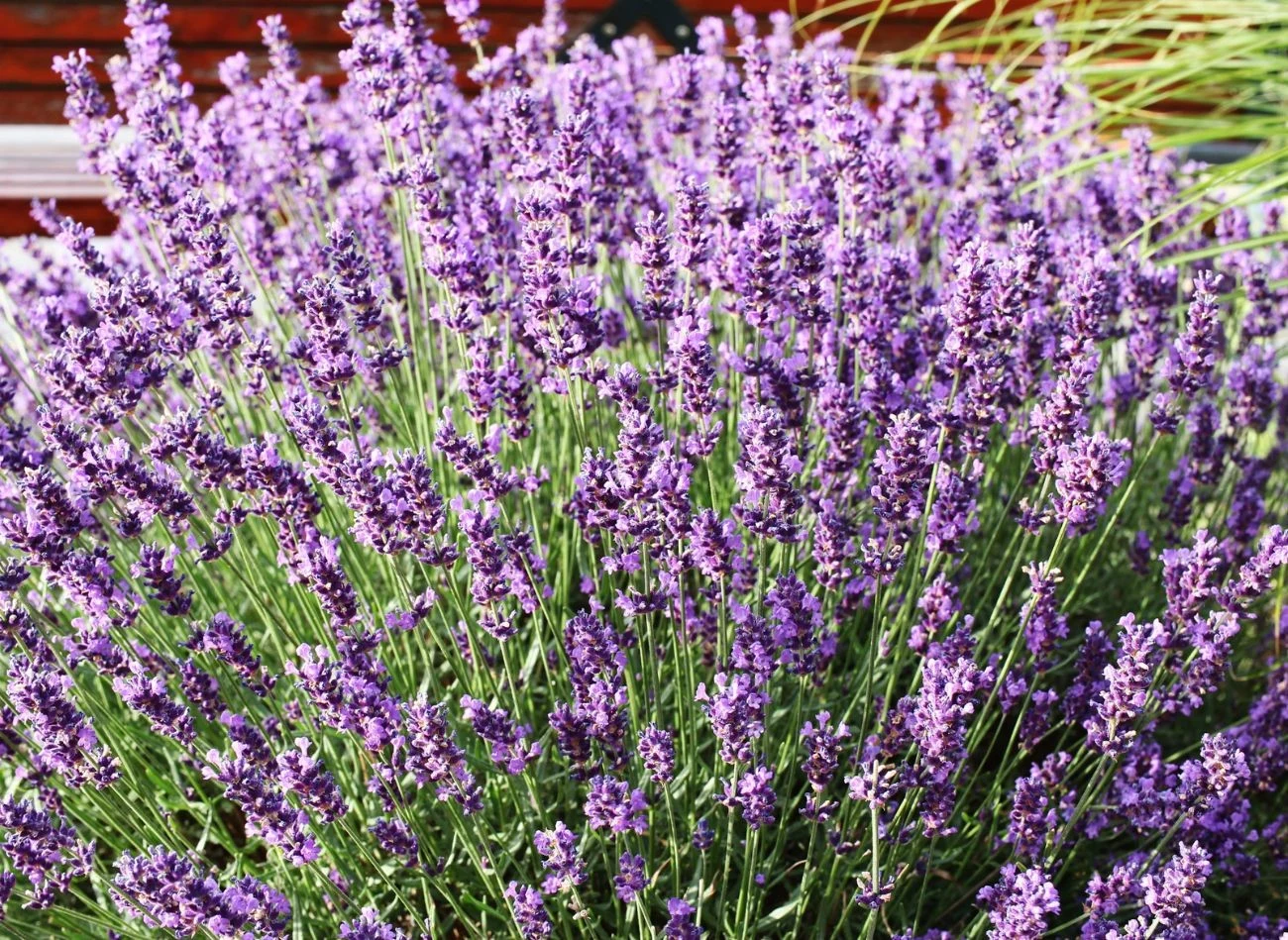 Lawendę warto nawozić za pomocą odżywek bogatych w fosfor, potas oraz azot.