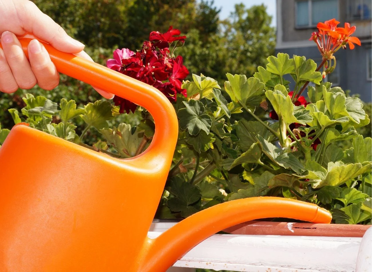 Woda ryżowa dostarcza roślinom m.in. potasu i fosforu, które wspierają bujne kwitnienie.