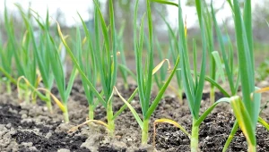 W czerwcu czosnek kieruje energię na tworzenie cebul, dlatego warto wspomóc go nawozami.