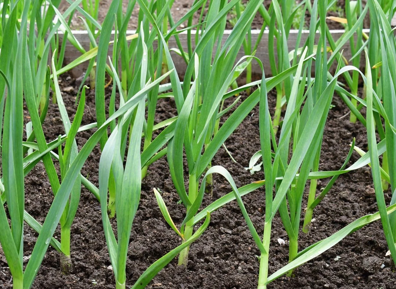 Dwa tygodnie przed zbiorem, przypadającym na przełom czerwca i lipca, podlewanie należy wstrzymać.