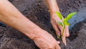 Naturalne nawożenie papryki