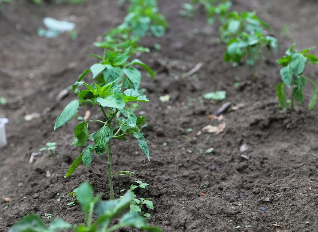 Właściwe nawożenie papryki nie wymaga stosowania drogich, przemysłowych środków.