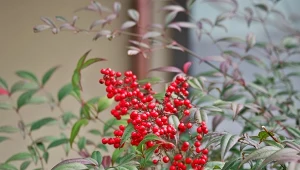 Jakie rośliny przynoszą szczęście i obfitość do ogrodu? Niebiański bambus to jedna z nich.