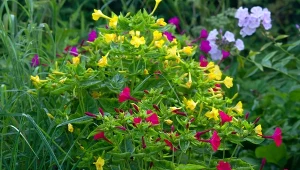Dziwaczek jalapa (Mirabilis jalapa) to oryginalny kwiat, którego nie sposób przeoczyć.