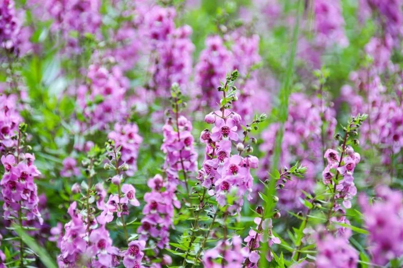 Angelonia urzeka długim kwitnieniem i małymi wymaganiami