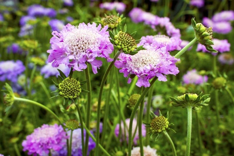 Driakiew gołębia (Scabiosa columbaria) jest piękna i wytrzymała
