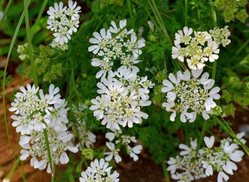 Orlaja wielkokwiatowa (Orlaya grandiflora) urzeka długim kwitnieniem