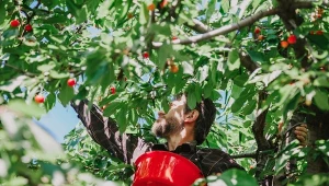 Patent za kilkanaście złotych. Tak pozbędziesz się szpaków z czereśni