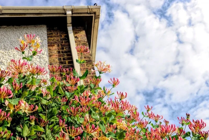 Wiciokrzew pomorski znajduje szerokie zastosowanie w aranżacjach ogrodowych jako pnącze tworzące naturalne osłon.