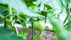 Mrówki wchodzą na pomidory? Ten prosty sposób błyskawicznie zabezpieczy rośliny.
