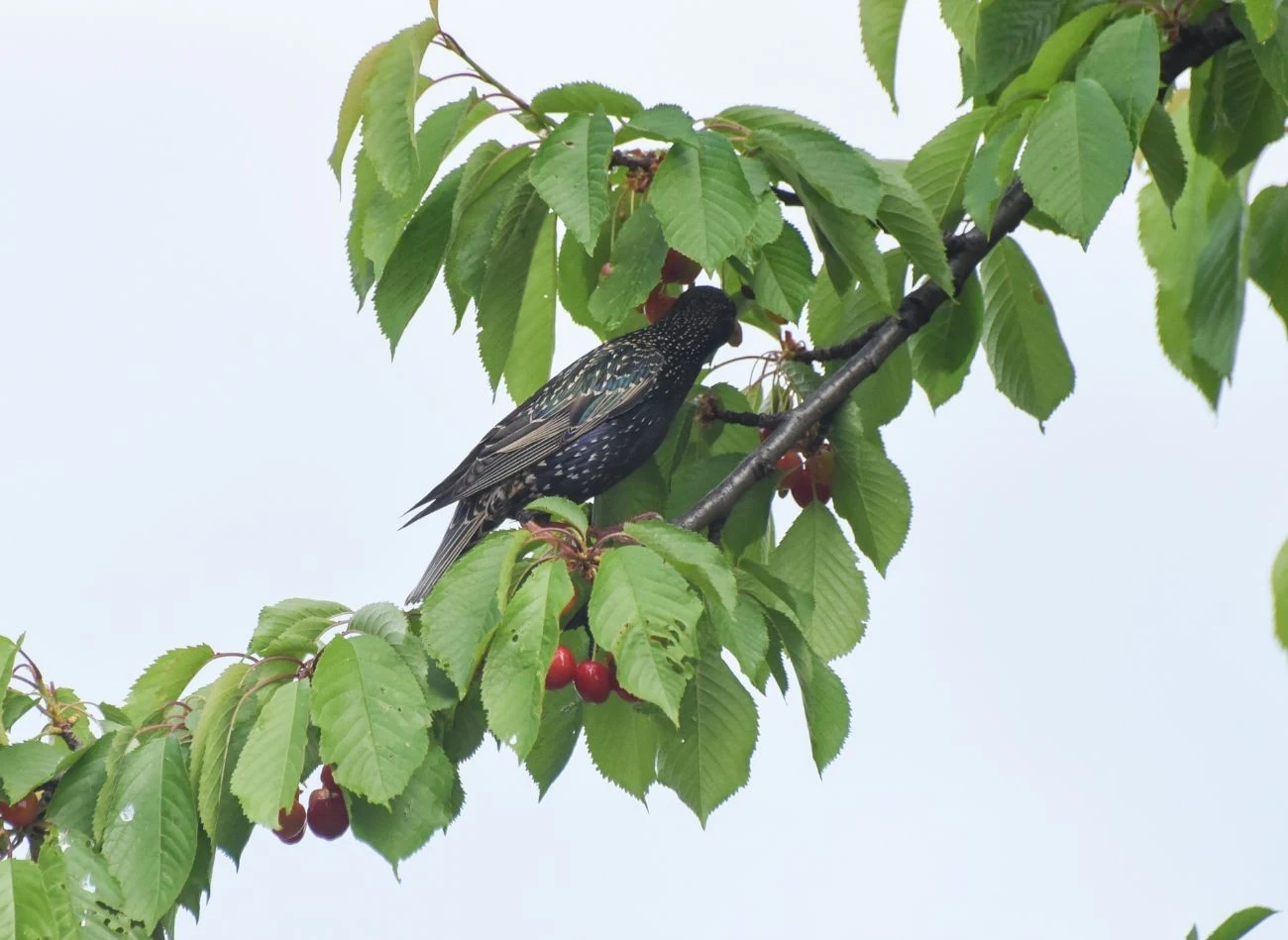 Szpaki są bardzo inteligentnymi ptakami. Szybko uczą się, które metody odstraszania są dla nich nieszkodliwe.