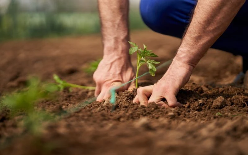 Sadzonki pomidorów są szczególnie narażone na szkodliwą działalność mrówek