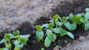 Ogórki najlepiej rosną w temperaturze powyżej 20°C i w pełnym nasłonecznieniu.