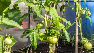 Jak dbać o pomidory w czerwcu? Pilnuj zabiegów, które mają wpływa na owocowanie i kwitnienie