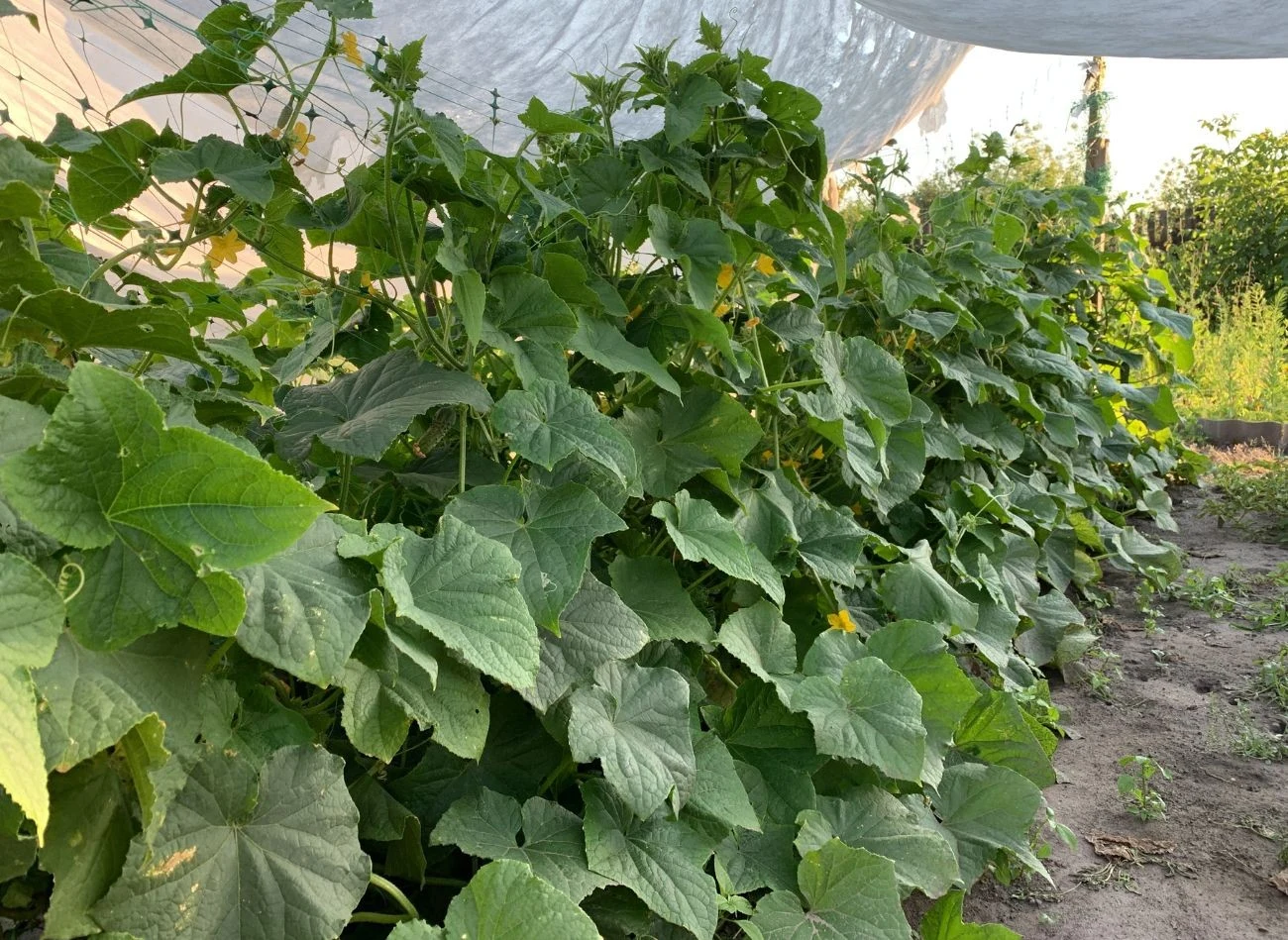 Ogórki dobrze rosną, gdy są ściółkowane. Do ściółkowania ogórków nadają się naturalne materiały, takie jak słoma, skoszona trawa lub liście.