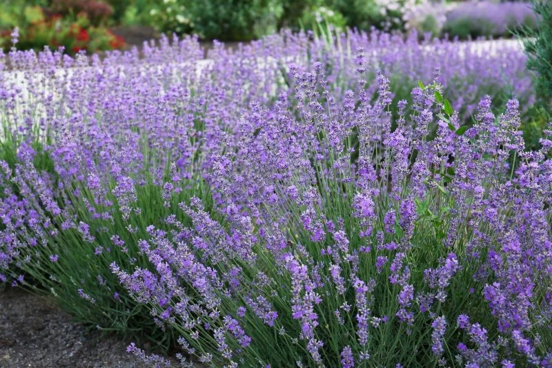 Prosty nawóz skłoni lawendę do długiego kwitnienia