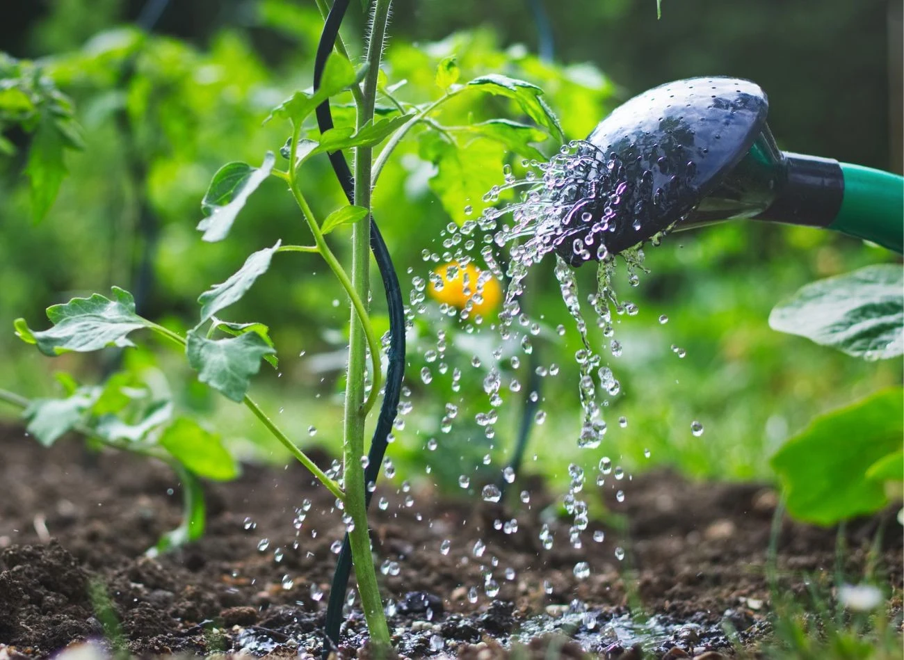 Pomidory najlepiej podlewać wcześnie rano lub późnym popołudniem.