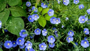 Uprawa lnu w ogrodzie jest dziecinnie prosta.