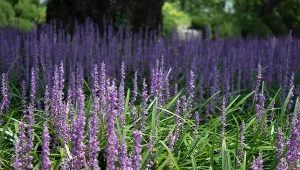 Poznaj najpiękniejsze odmiany liriope szafirkowatej.