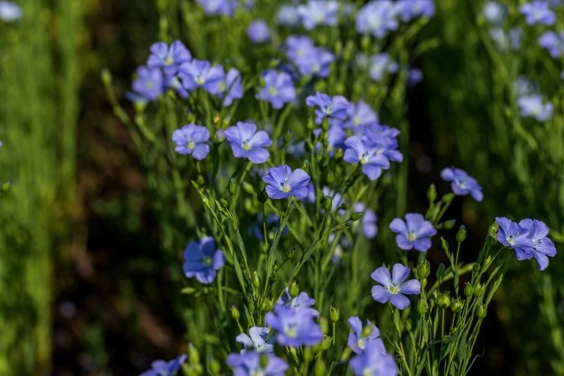 W ogrodzie możemy uprawiać lny jednoroczne i bylinowe
