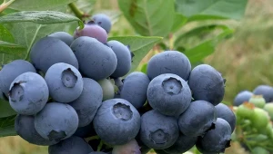 Jak dbać o borówkę amerykańską w czerwcu. Prosty nawóz sprawi, że będzie owocować jak nigdy wcześniej