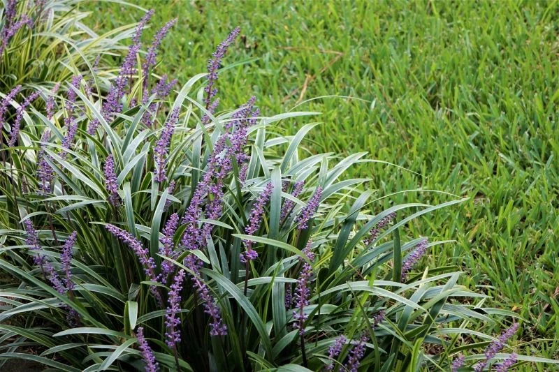Jak uprawiać liriope szafirkowatą