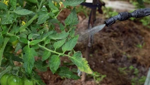 Jak skutecznie chronić pomidory przed zaraza ziemniaczaną?
