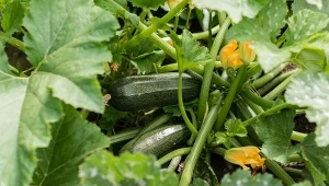 Co zrobić, żeby cukinia dobrze plonowała? Warto wypróbować ten prosty sposób.