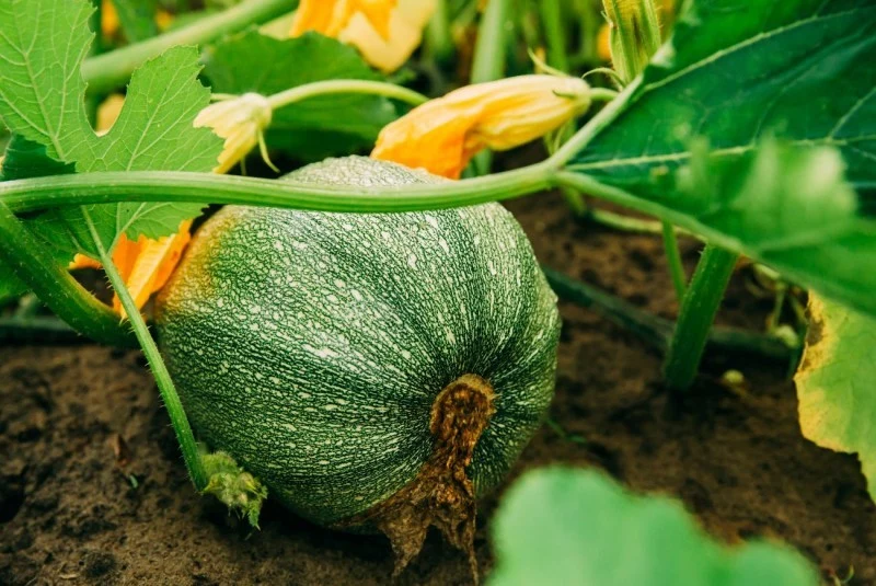 Karton rozłożony na glebie nie tylko tłumi chwasty. Stanowi też pożywkę dla pożytecznych mikroorganizmów.
