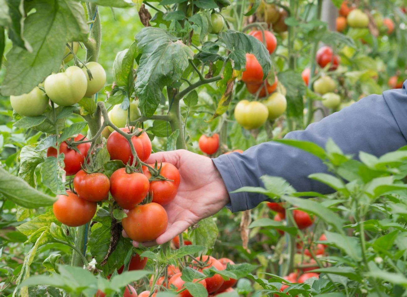 Pomidory należy podlewać rano, dzięki temu liście mogą wyschnąć w ciągu dnia