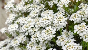 Ubiorek świetnie znosi pełne słońce. Latem obsypuje się pięknymi, białymi kwiatami. Fot.seven75/ Canva Pro