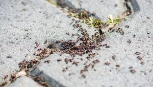 Czesi wsypują do gniazda mrówek. To najlepszy sposób na pozbycie się ich z ogrodu