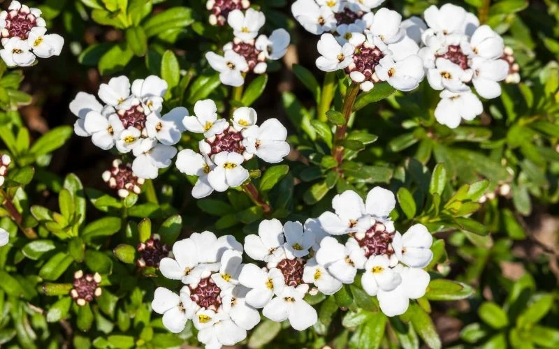 Iberis sempervirens jest chętnie wykorzystywany jako roślina okrywowa