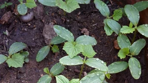 Zdarza się, że wysiane ogórki nie wschodzą. Jakie są tego przyczyny?