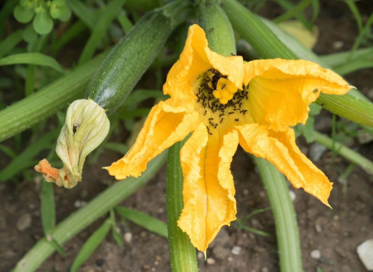 Mrówki żyją w symbiozie z mszycami, przyczyniają się do ich rozmnażania, tym samym szkodząc roślinom.